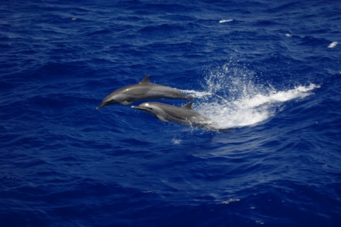 Two dolphins caught in mid-leap by our captain Charlie Howard.