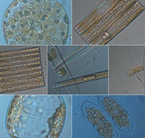 Diatoms from last year's expedition (Dawn Moran, WHOI)