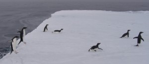 Adelie penguins jump onto ice edge and join in the science