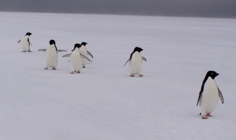 Seven Adelie penguins approach from the waddle up from the north