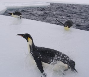 Emperor penguins pop over the ice edge and toboggan towards us