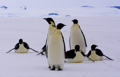 Seven Emperor penguins toboggan up to us from the south.  As they get close they stand up and start walking towards our camp