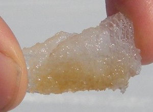 Diatoms growing in the ice