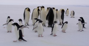 Eventually it became a penguin party