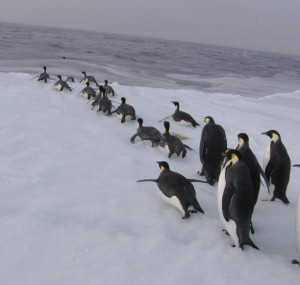 While we were packing our gear the emperor penguins sensed the show was ove,r and they queued up to return to the sea.