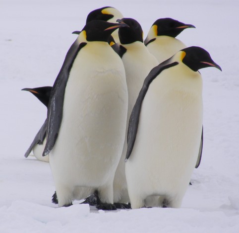 The Emperor penguins get together and 'conference' about these strange red-jacketed aliens who have landed on their sea-ice.