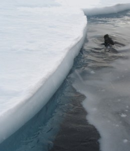 the sea-ice thickness where we were working. A weddell seal kep an eye on us while we worked.