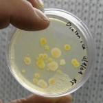 close-up of the Petri dish