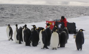 Emperors gather as we set up our filter station