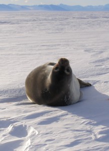 Weddell seals lounging on the ice are a warning sign for potential cracks