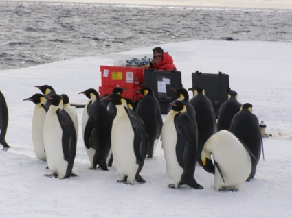 penguins