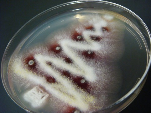 Fungal Christmas Tree.