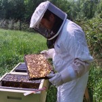 David Wentworth DEW checking a hive in the late Spring.