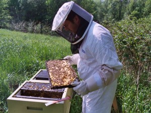 David Wentworth DEW checking a hive in the late Spring.