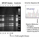 Influenza Genome Amplification Directly From Clinical Specimens