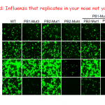 New Live Attenuated Vaccine Approaches