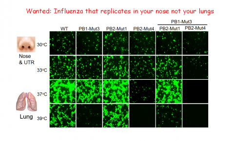 New Live Attenuated Vaccine Approaches