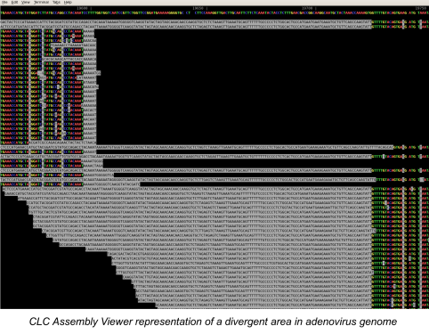 CLC Assembly Viewer Representation