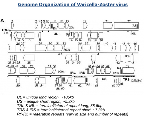 Genome Organization of Varicella-Zoster