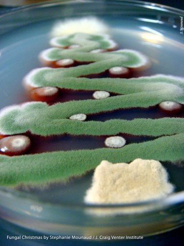 Fungal Christmas Tree