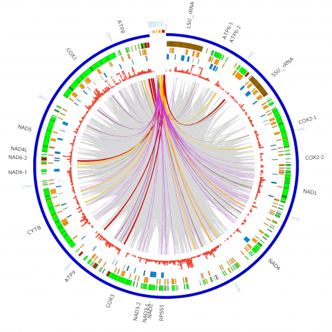 The outermost circle represents the chromosome and repetitive elements. Other important features such as genes, endonucleases, exons, RNAseq coverage are represented in the concentric circles respectively. Grey links represent short repeats (< 35bp) found up to 100 times in the genome; colored links show the location of repeats and follow the coloration in Track 1.