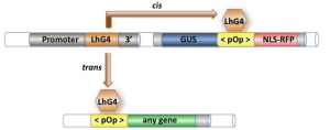 Click to see the maize LhG4-pOp system