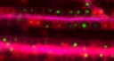 Bt2_TrJ533-13_leaf20_PI-stained_mergemod2.tiff