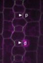 PAN2-YFP and CFP-tubulin __2434_N_1_AL_leaf_PAN2-YFP (green) and CFP-tubulin (magenta) in a chain of guard mother cells and associated subsidiary mother cells.jpg