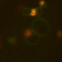 LOX10-YFP_callus_organelle.lsm