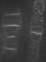 KNOLLE-YFP in root tip2__2435_N_1_AL_root_KNOLLE-YFP in root tip cells.jpg