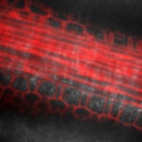 FLS1leafvasculature.lsm