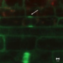 Tubulin-alpha-YFP.2.jpg