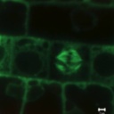 Tubulin-alpha-YFP.3.jpg